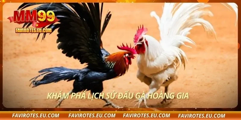 Khám phá lịch sử đấu gà hoàng gia