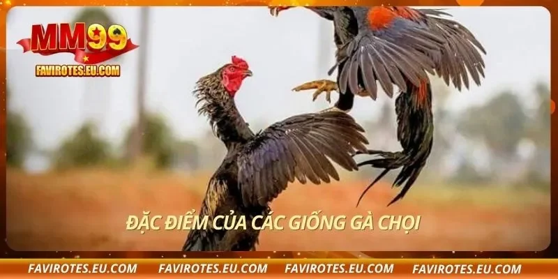 Đặc điểm của các giống gà chọi
